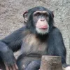 ​Вчені вперше помітили, що шимпанзе використовують комах для самолікування