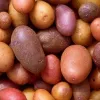 ​Нидерланды вместо утилизации продали промышленный картофель в Украину