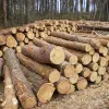 «Чорним лісорубам», які завдали шкоду природному середовищу майже на 5 млн грн, загрожує до 12 років за ґратами