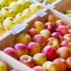 Чому ціни на яблука з кожним роком зростають?