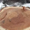 Незаконна вирубка дерев на Чернігівщині 