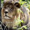 Окупанти викрали з Херсонського зоопарку більшість тварин