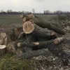 ​Мещканцю Великоновіслківського району повідомлено про підозру у незаконній порубці дерев 