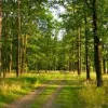 ​За втручання прокуратури, на Вінниччині повернуто державі земельні ділянки лісогосподарського призначення загальною площею 211 га  вартістю 295 млн гривень
