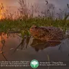 Світлина із земляною жабою стала найкращою фотографією Дніпропетровщини в конкурсі «Вікі любить Землю 2020»
