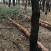 ​Вирубка дерев на Миколаївщині 