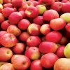 Чому яблука в Україні стануть набагато дорожчими? 