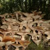 Неймовірно, проте реально: в Дніпрі знайшли гриби, які можуть рости понад 1000 років!