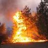 ​Пожежам ні: Президент Україні затвердив закон, який допоможе зберегти ліси та захистити їх
