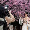 У Токіо офіційно стартував сезон цвітіння сакур