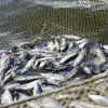 ​Масштаби вилову риби в Середземному і Чорному морях скоротилися вперше за десятиліття