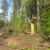 ​В Ужанському нацпарку незаконно зрубали дерев на 157 млн гривень