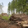 ​Как черновицкие лесные дерибанщики убирали неугодного им руководителя лесного управления