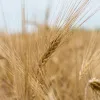 Невже в нас залишиться зайвий запас пшениці. Чому скоротили обсяг імпорту?