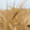 Невже в нас залишиться зайвий запас пшениці. Чому скоротили обсяг імпорту? Невже в нас залишиться зайвий запас пшениці. Чому скоротили обсяг імпорту?