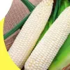 Науковці з Вінниці створили новий сорт солодкої кукурудзи