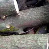 ​Оголошено вирок знищувачу дерев у Регіональному ландшафтному парку «Краматорський»