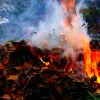 На Дніпропетровщині на любителів спалювати сухе листя чекають штрафи