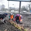 На Київщині висадили кущі бирючини 