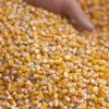 ​Кукурудза починає дорожчати: чому аграрії стримують продаж?