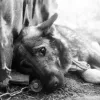 ​На Київщині жінка заморила голодом понад 20 домашніх тварин