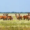 Росіяни знищують унікальний заповідник “Асканія-Нова” на півдні України