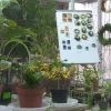 Новорічна виставка у Дніпровському ботанічному саду