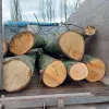 ​Незаконна порубка дерев на понад 2,4 млн грн – підозрюються двоє мешканців Київщини