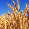 ​П'ять міністрів сільського господарства про українське зерно