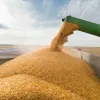 Що не так з українським зерном та чому від його відмовляються?