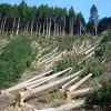 Північний апеляційний господарський суд підтвердив правомірність вимог прокуратури Чернігівської області про зобов’язання лісокористувача відшкодувати 55,5 тис грн, завданих незаконною порубкою дерев
