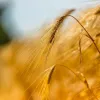 Аграрії Дніпропетровщини зібрали перший мільйон тонн зерна