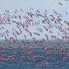 На Тузлівські лимани на Одещині прилетіла рекордна кількість фламінго На Тузлівські лимани на Одещині прилетіла рекордна кількість фламінго
