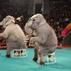 У Дніпрі збирають акцію протесту проти цирку з падаючим слоном