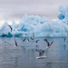 NSIDC: Арктика залишиться влітку без льоду