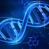 Вчені виявили вікові відмінності в фрагментах ДНК в крові