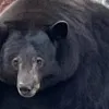 ​Ведмідь-розбійник 