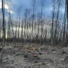 Незаконна вирубка дерев на Волинщині 
