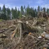 ​Знищення лісу під Новомосковськом “чорними лісорубами”. Навіщо їм вбивали ліси?