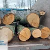 ​Незаконна порубка дерев на понад 2,4 млн грн – судитимуть мешканця Київщини