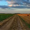 Скільки тепер коштуватиме гектар землі в Україні?