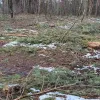 Незаконна вирубка дерев на Рівненщині 