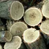 ​Відшкодування збитків, завданих незаконною порубкою дерев на території ландшафтного заказника, не дає уникнути кримінальної відповідальності