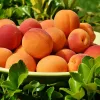 Українські садівники підвищують ціни на абрикоси