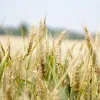 ​Українські фермери експортували більше ніж 24 мільйони тонн зерна