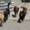 Бродячі собаки лякають дніпрян!