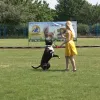 У Дніпрі собаки змагалися за першість в танцях