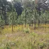 Зелене майбутнє черкаських лісів
