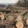 ​За незаконну порубку дерев на майже 800 тис грн зловмисник постане перед судом