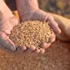 Зупинити війну чи бойові дії: як поновити експорт зерна з України